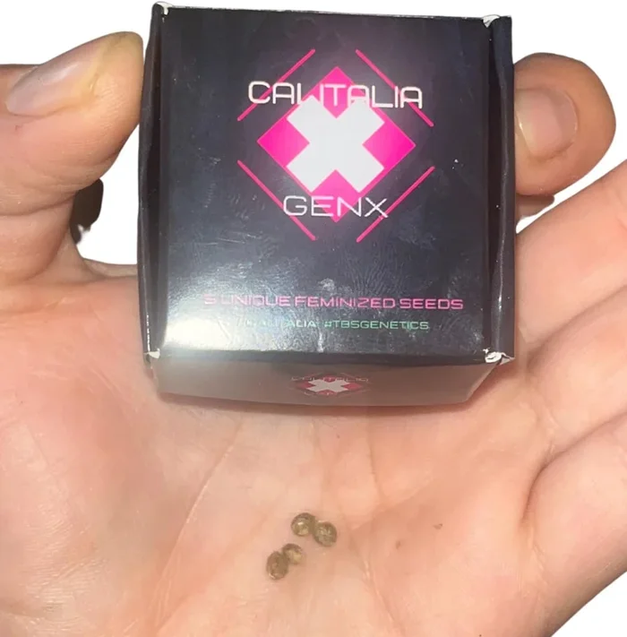 Berlin’s Diesel Auto (White Widow 15% THC) TBS Genetics 3+1 – Silicon Jar