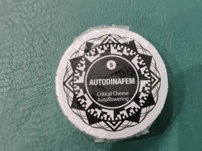 Critical Cheese Auto x5 – Dinafem