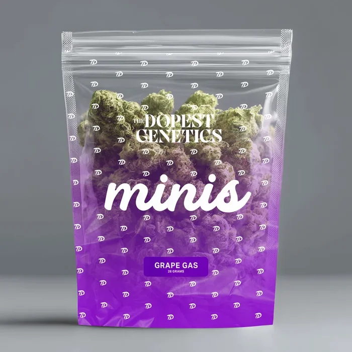 MINIS Grape Gas Hybrid Flower